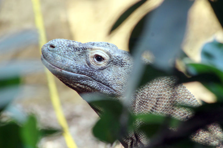 Close-up of a komodo dragon's head poking out of leaves 