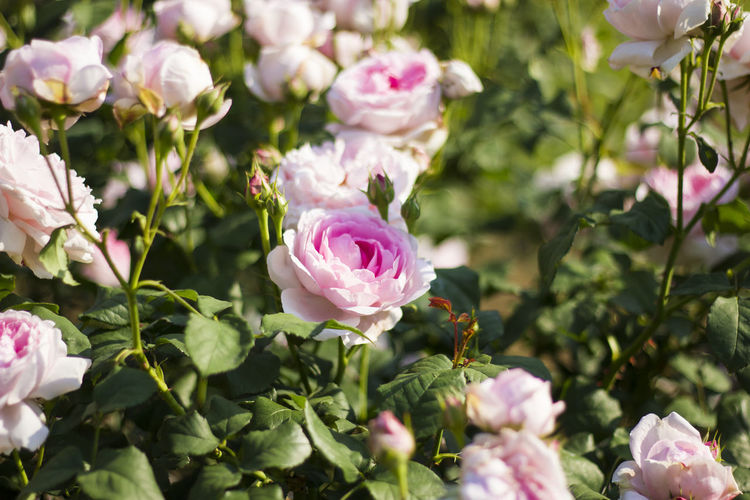 Close-up of pink roses