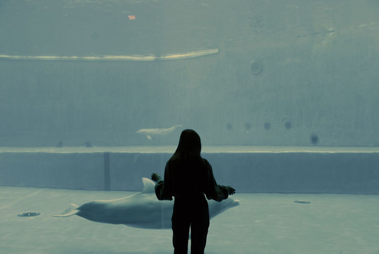 Rear view of silhouette woman standing against aquarium