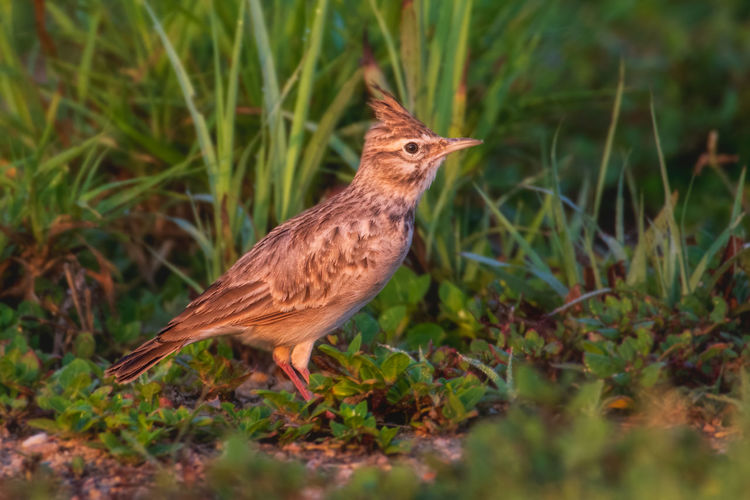 Bird perching on a field