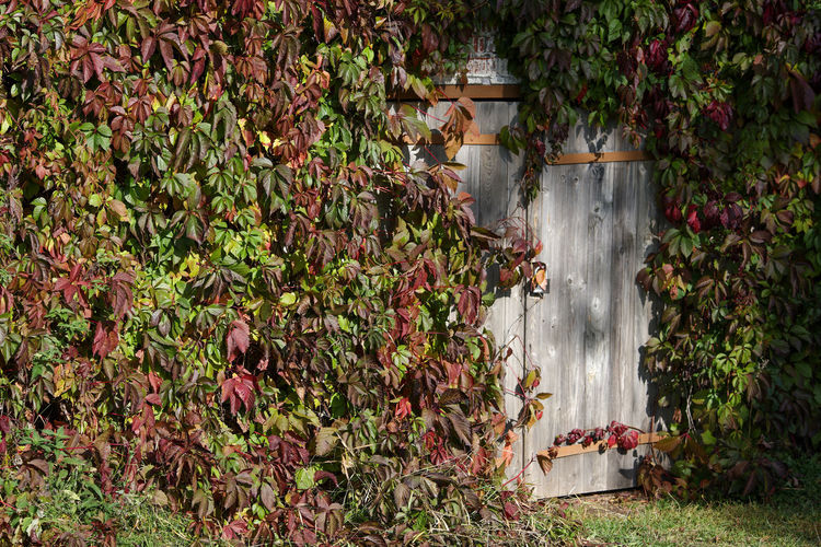 Closed gray wooden doors to outdoor cellar, covered with decorative grapes