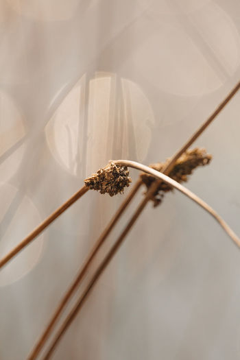 Close-up of dead plant against light background