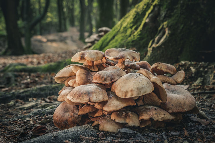 Close-up of mushrooms growing on field in forest