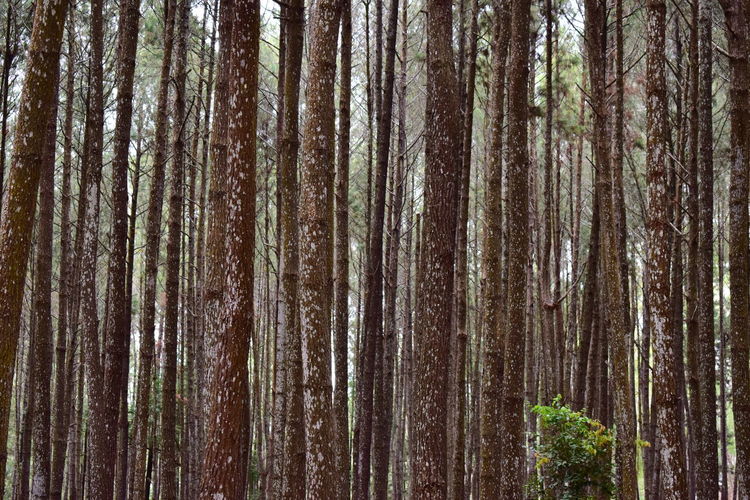 Pine forest pattern