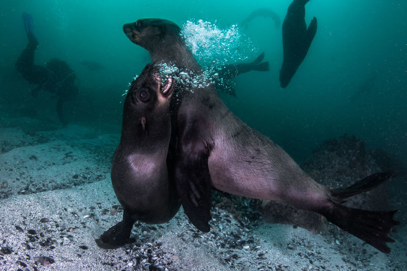 Seals swimming undersea