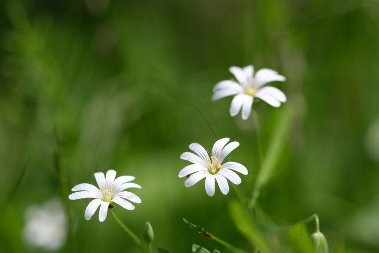Close-up of white flowering plant