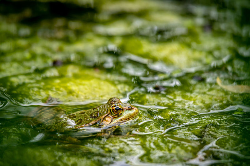 One pool frog in water in natural habitat. pelophylax lessonae. european frog. 