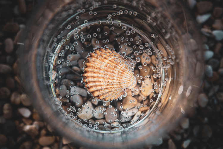 Directly above shot of seashell in jar