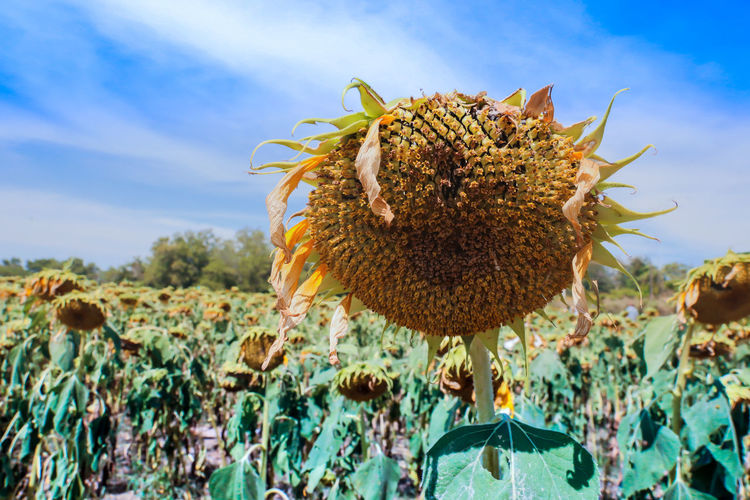 Close-up of wilted sunflower against sky