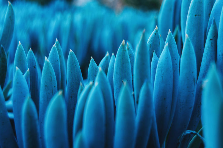 Full frame shot of plants