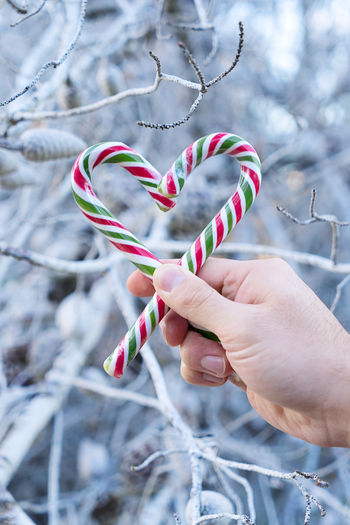 Close-up of hand holding candy cane in heart shape