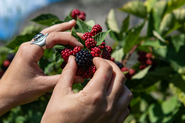 Cropped hands of woman holding berries on plant