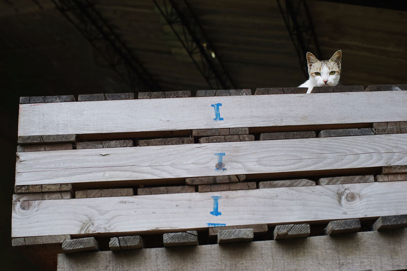 Portrait of cat sitting on bench
