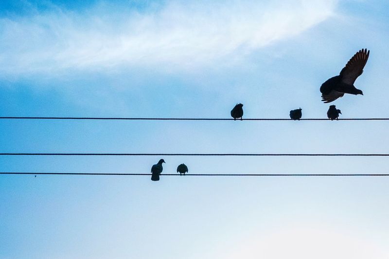Low angle view of silhouette birds perching on cable against sky
