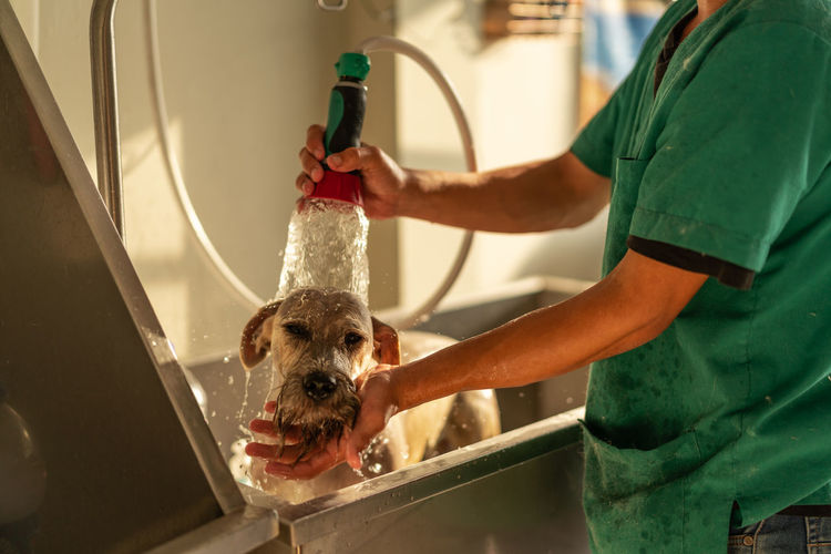 Side view of cropped unrecognizable man in uniform pouring water and rubbing neck of miniature schnauzer during grooming procedure in metal bathtub in salon