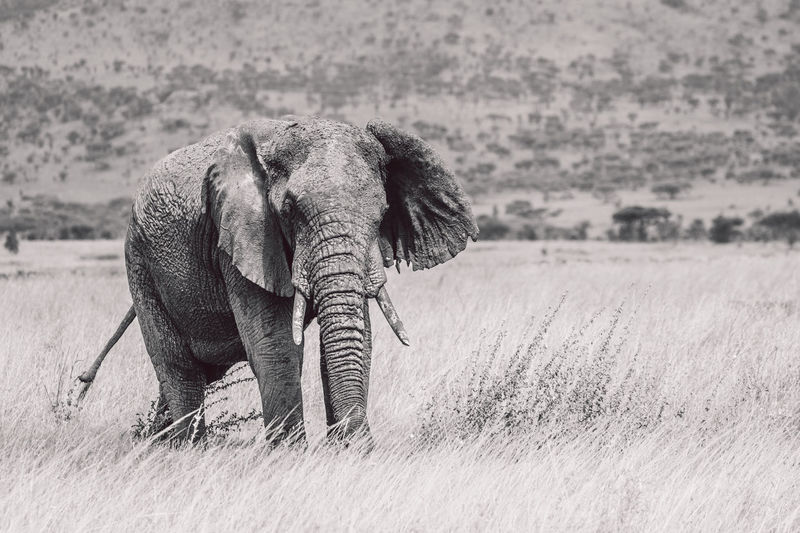 animal