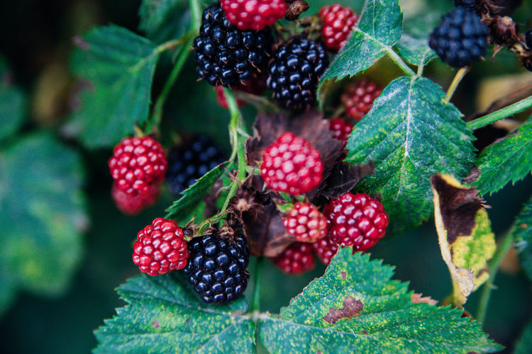 Fresh blackberries in the garden.a bunch of ripe blackberry fruits on a branch with green background