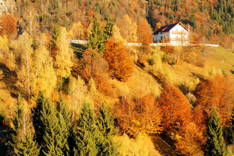 House amidst autumn trees in forest