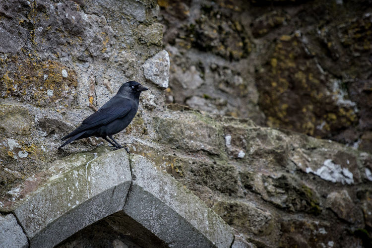 Bird perching on stone wall