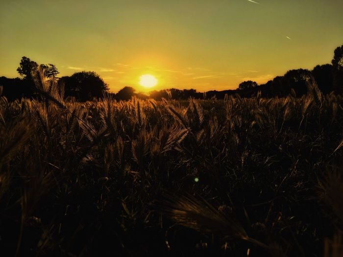 Close-up of wheat field against sky at sunset