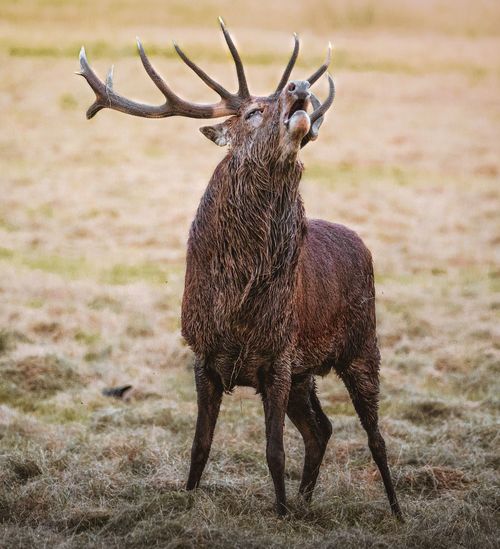 Red deer stag bellowing stood up