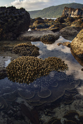 Exposed corals at low tide throughout coastline of weh island, sumatra, indonesia just before sunset