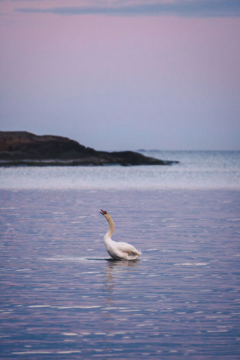 Swan in a sea