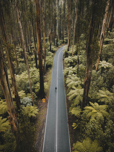 ROAD PASSING THROUGH FOREST