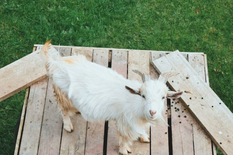 High angle portrait of a goat