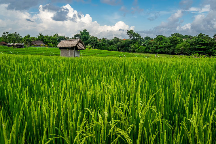 Scenic view of green rice field