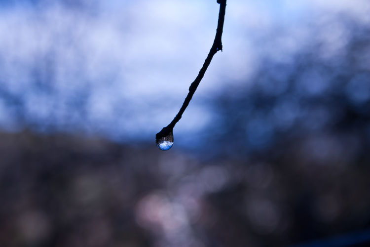 Close-up of water drop on plant against sky