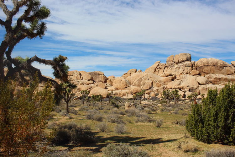 Trees and rock formations at joshua tree national park