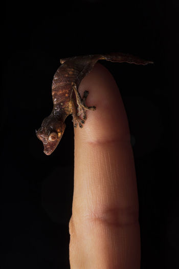 Uroplatus phantasticus: gecko from madagascar over dark background on a human finger