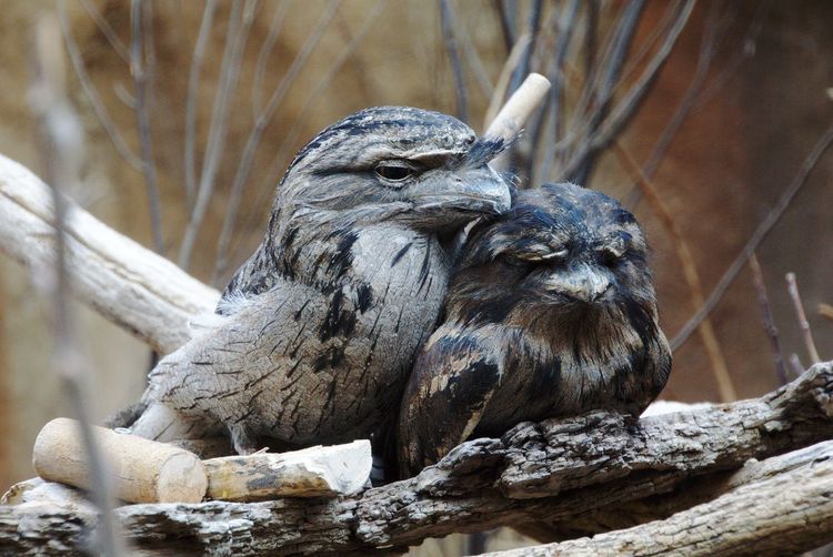 Angry tawny frogmouth