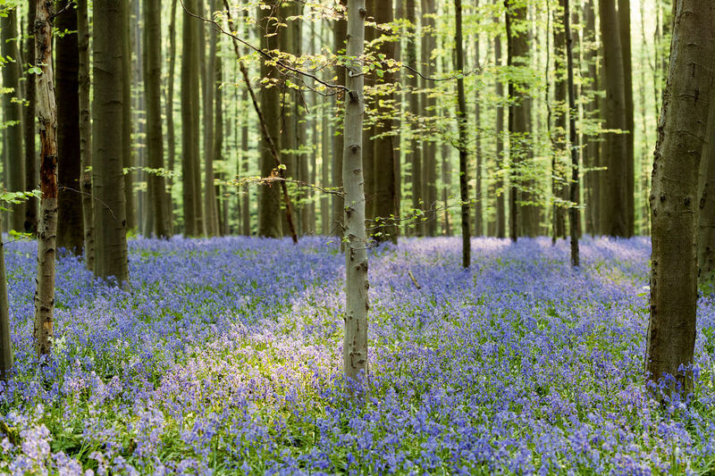 Panoramic view of flower trees in forest