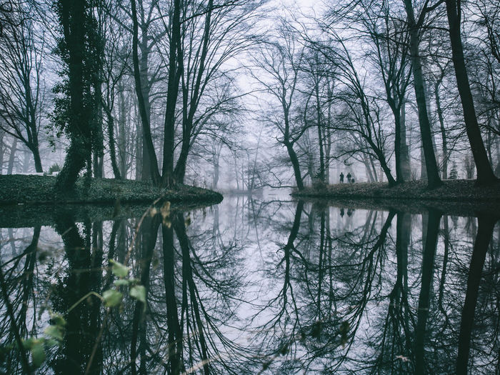 Scenic reflection of bare trees in calm lake