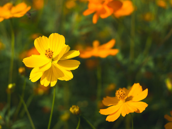 Close-up of yellow cosmos flowers blooming outdoors