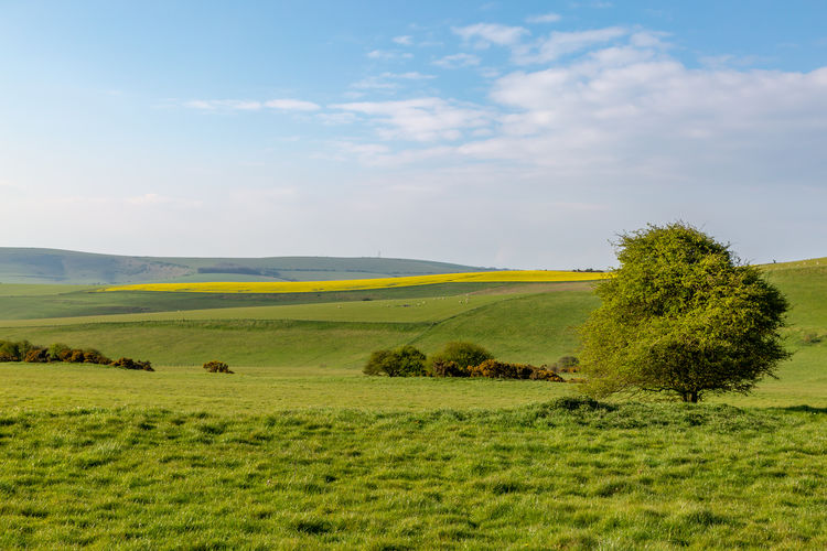 Farmland in sussex on a sunny spring morning, viewed from along the south downs way