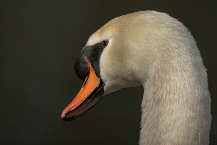 Close-up of mute swan