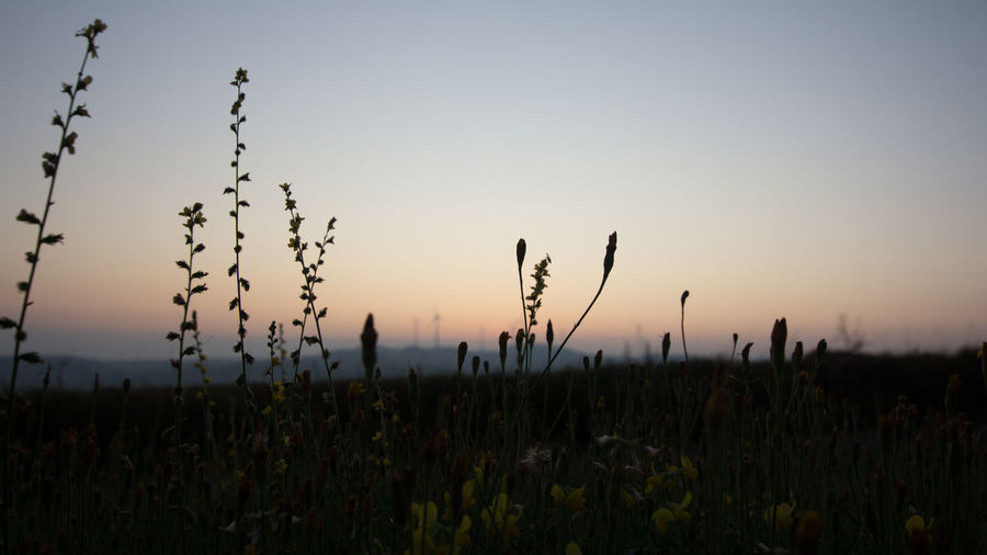 Close-up of stalks in field against clear sky