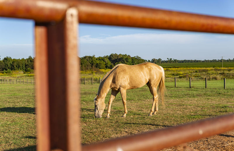 Horse grazing in ranch
