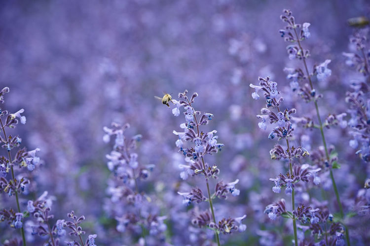 Close-up of butterfly on purple flowering plants