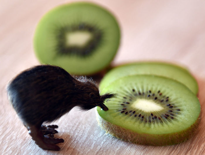 Close-up of funny toy near kiwi slices
