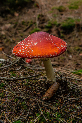 High angle view of mushroom on field