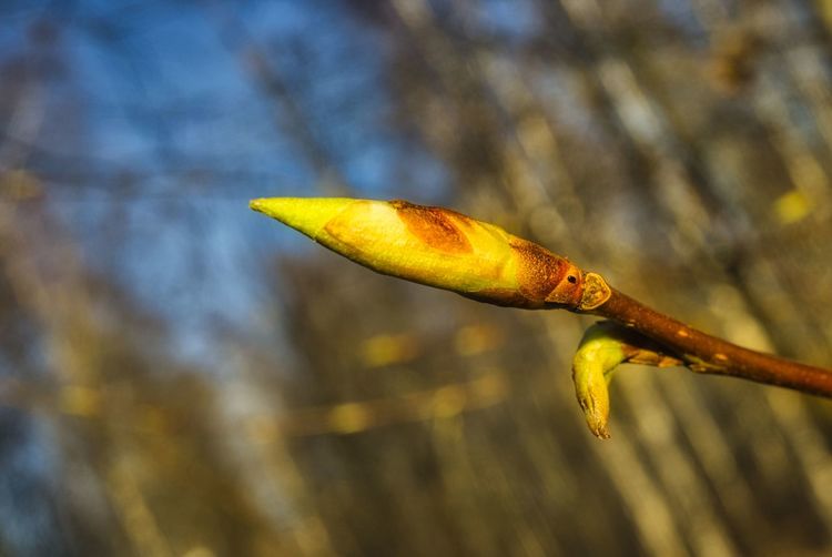 Close-up of yellow leaf on tree