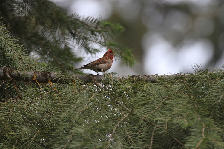 Red finch at wildlife reserve