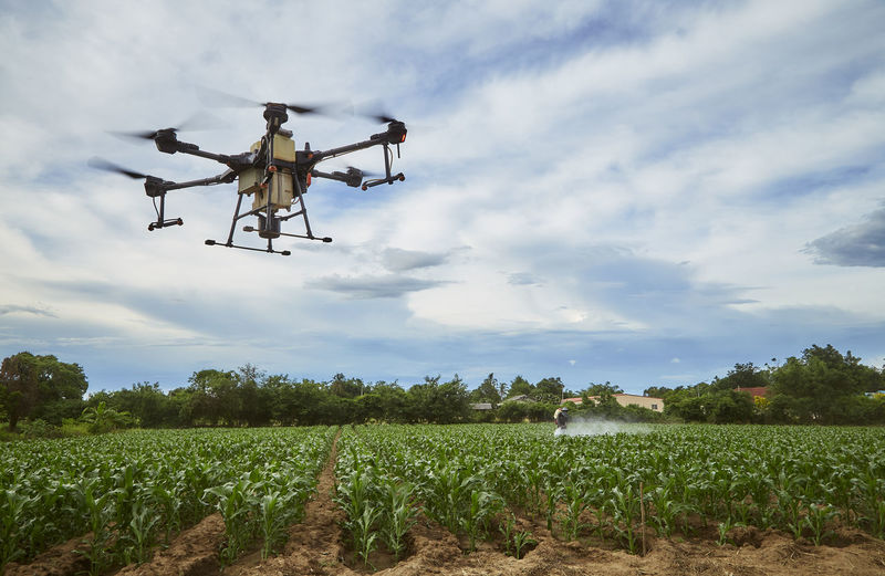 Smart farming agriculture drone fly to spray on corn fields,