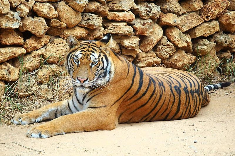Portrait of tiger resting on field against stone wall