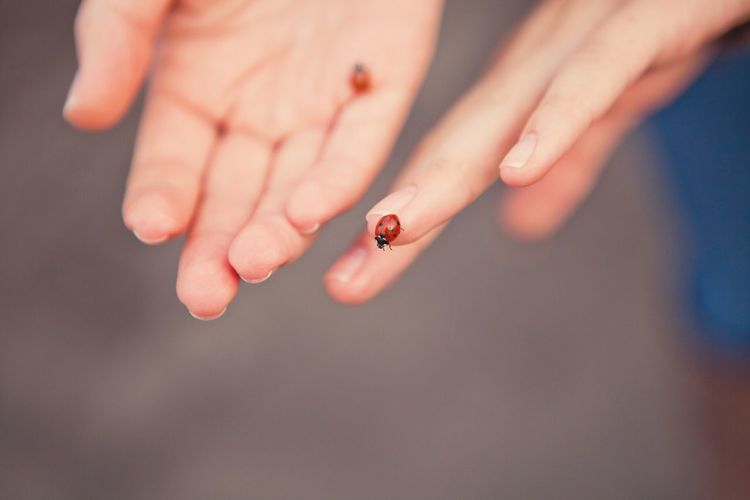 Cropped hands of person holding beetle
