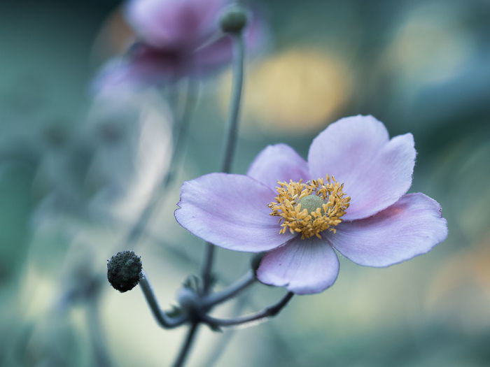 Close-up of purple flowering plant